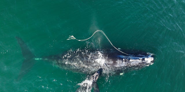 An endangered North Atlantic right whale entangled in fishing rope with a newborn calf on Dec. 2, 2021, in waters near Cumberland Island, Georgia.