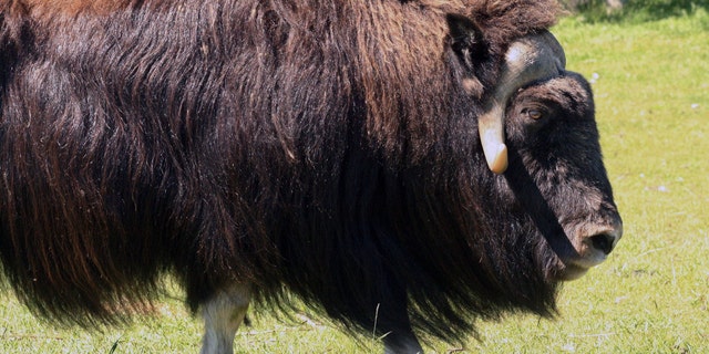 FILE - A muskox stands at a specialty farm in Palmer, Alaska.