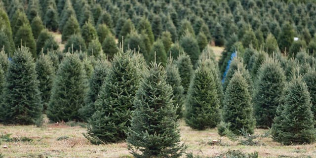 A field of Christmas trees on a farm in Pennsylvania. The Keystone State ranks no. 4 nationally among Christmas tree-farming states. 