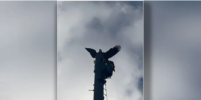 A rescuer makes it to the top of a 120 tower to rescue the eagle.