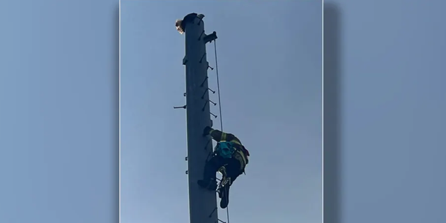 A firefighter climbs a radio tower to save the eagle.