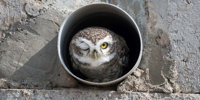 Arshdeep Singh's "ICU Boy!" photo won a Junior Award from the 2022 Comedy Wildlife Photography Awards. The photo shows a spotted owl winking from a pipe nest in Bikaner, India.