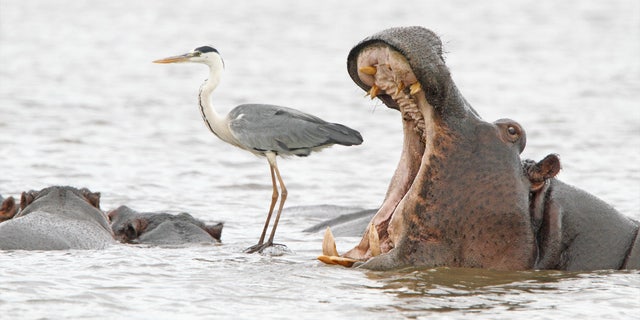 Jean Jacques Alcalay's "Misleading African Viewpoints 2" photo won a Spectrum Photo Creatures of The Air Award from the 2022 Comedy Wildlife Photography Awards. The photo shows a hippo opening its mouth behind a heron in South Africa.