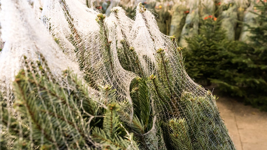 netted christmas tree