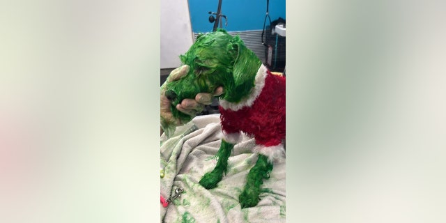 Rizzo is pictured at the groomer's getting his fur dyed with animal-friendly dye to look like the Grinch.